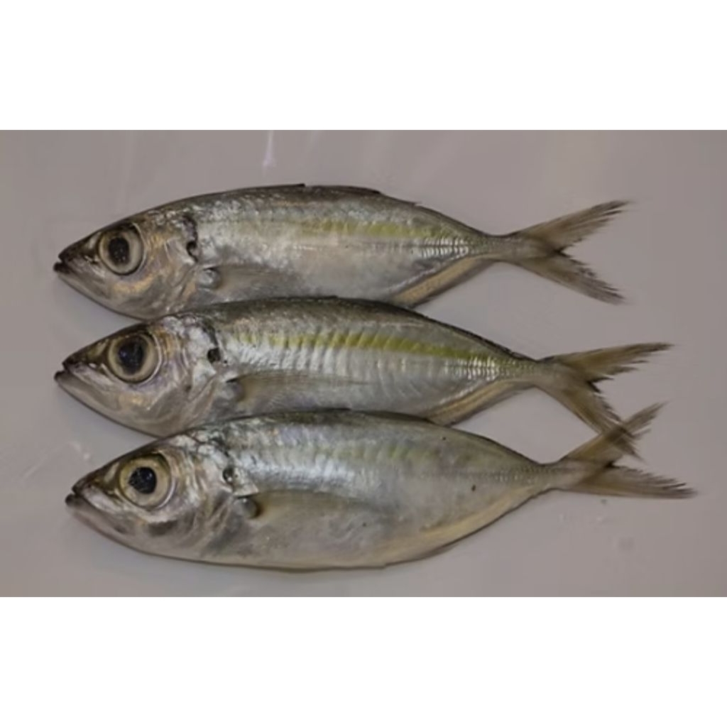 

ikan mata besar