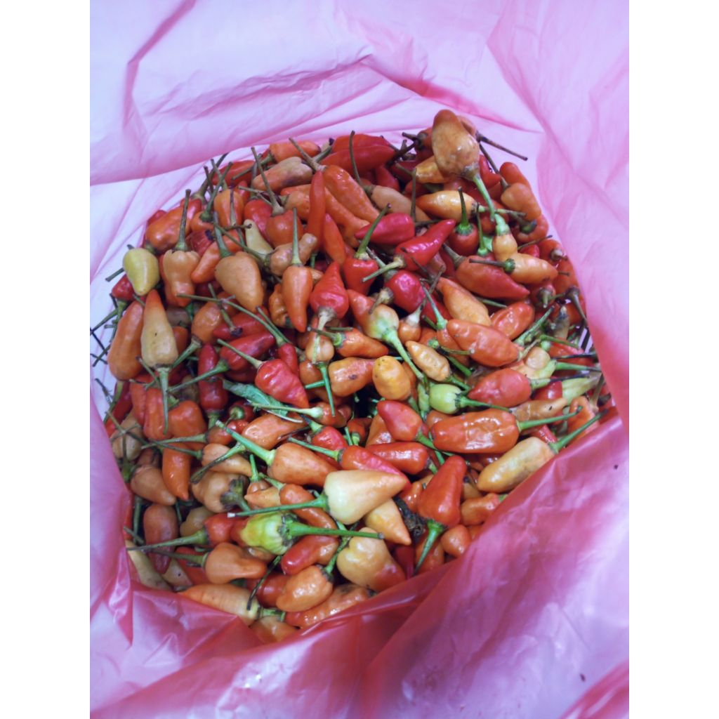 

Cabai Rawit Merah 1kg Pedas Alami Cocok untuk Semua Masakan