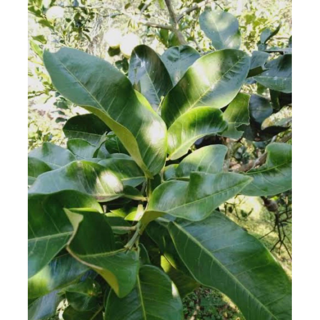 

Daun jeruk bali segar pres alami petik langsung paket per 1kg