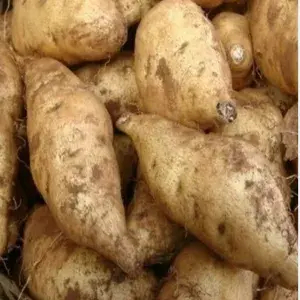 

UBI PUTIH / BOLED 500gram