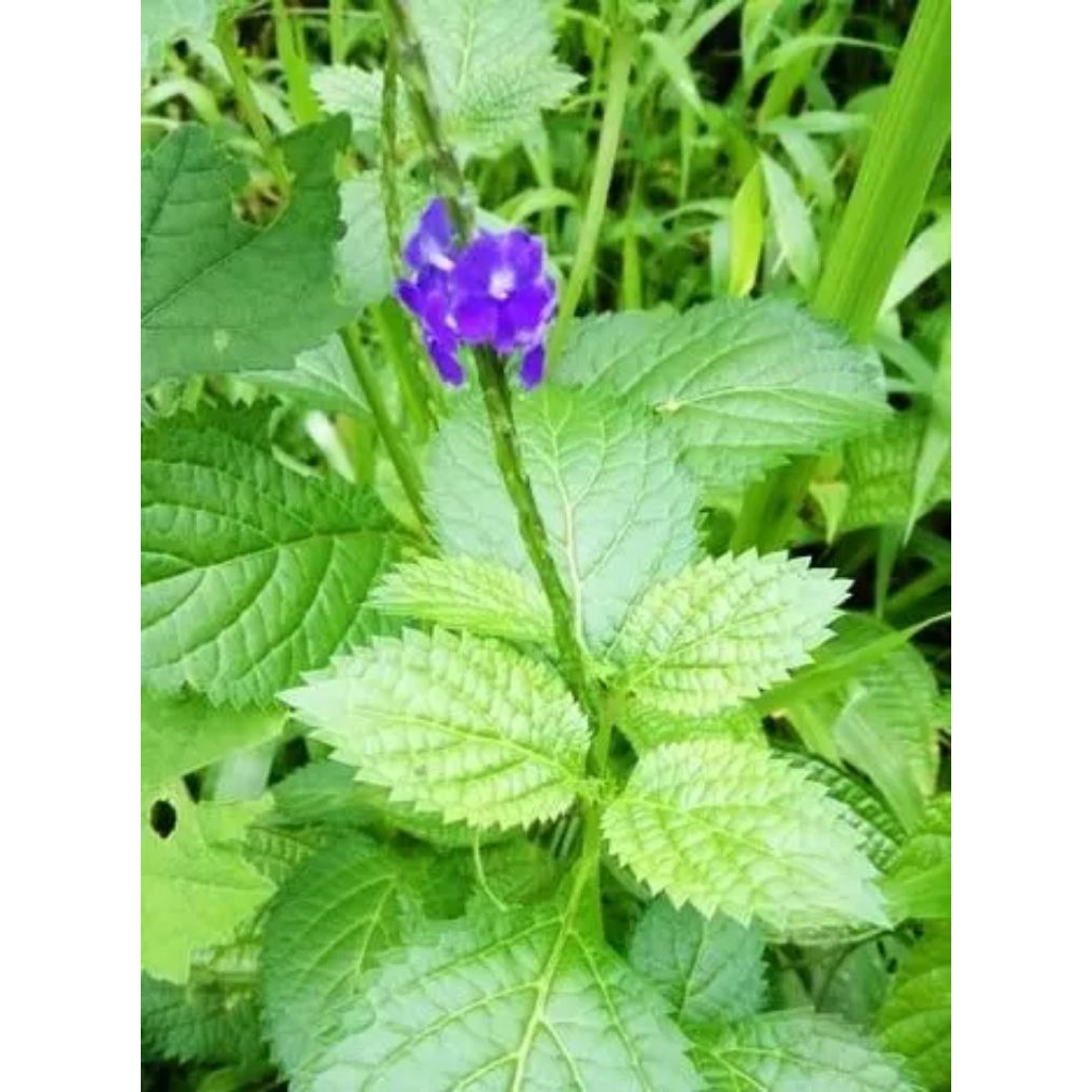 

500gr daun jarong / pecut kuda segar alami