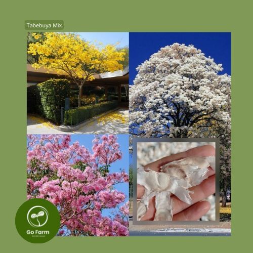 Benih Bibit Tabebuya Mix