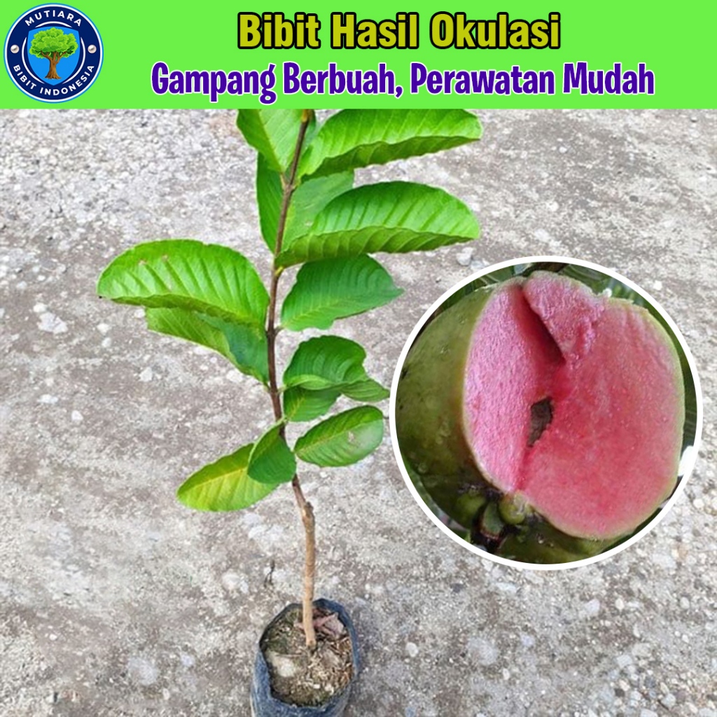 Jambu Kristal Merah Non Biji