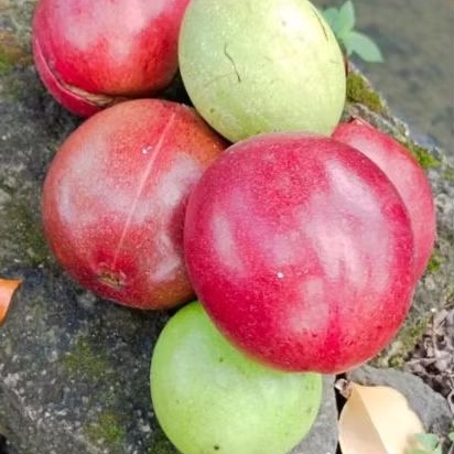 

BUAH BINTARO UNTUK USIR TIKUS