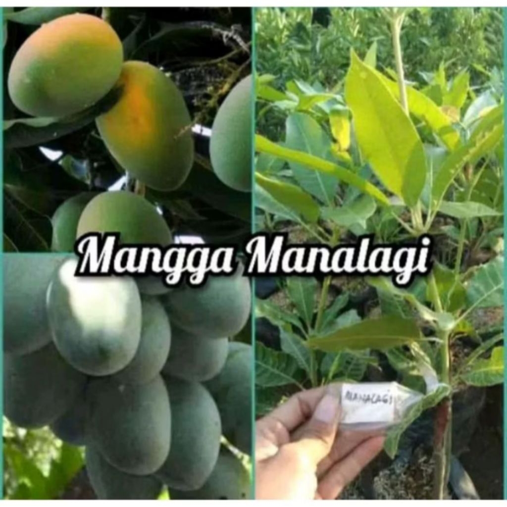 Bibit Mangga Manalagi Super