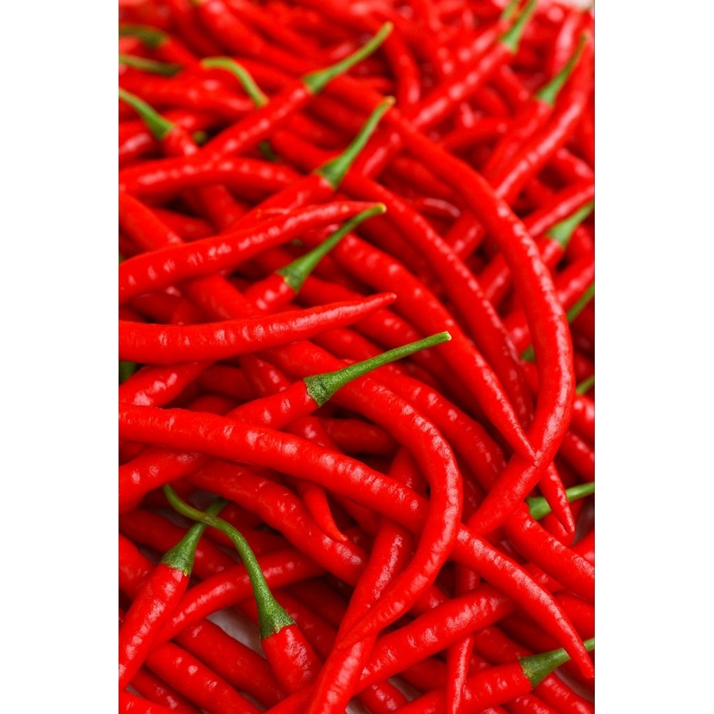 

CABAI MERAH SEGAR KERITING 1 KG, LANGSUNG DARI PETANI