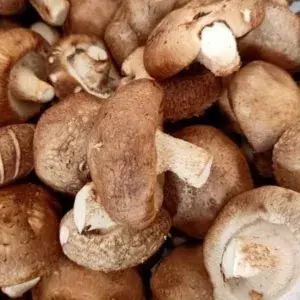 

JAMUR SINTAKE 100gram