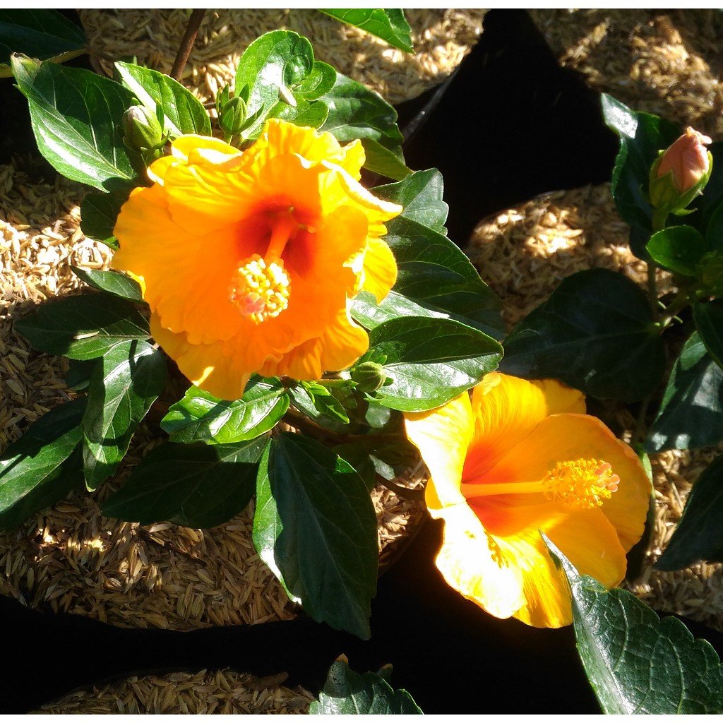 Bunga Sepatu Atau Hibiscus - Bunga Sepatu - Bibit Bunga Hias - Bibit Bunga Sepatu-Hibiscus