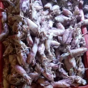 

CUMI ASIN SOTONG 1kg