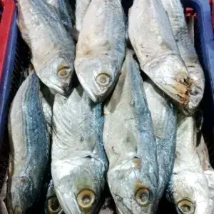 

IKAN ASIN PEDA PUTIH 100gram