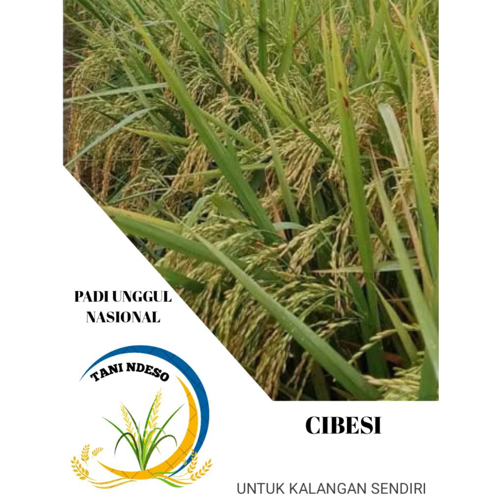 bibit padi cibesi kemasan 5kg, original produck