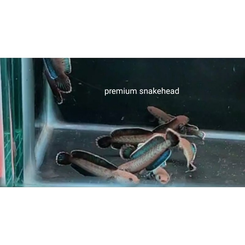 KODE S54L chana andrao gondrong biru grade A