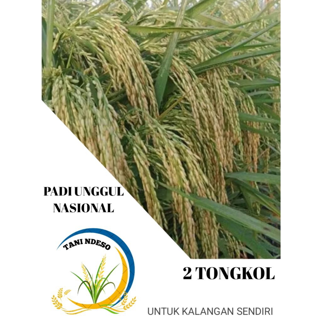 Benih padi 2 TONGKOL kemasan 5kg