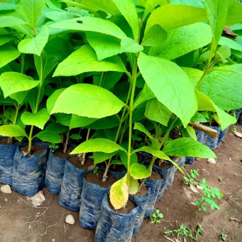 bibit pohon jati emas unggul (beli 5 gratis 1)