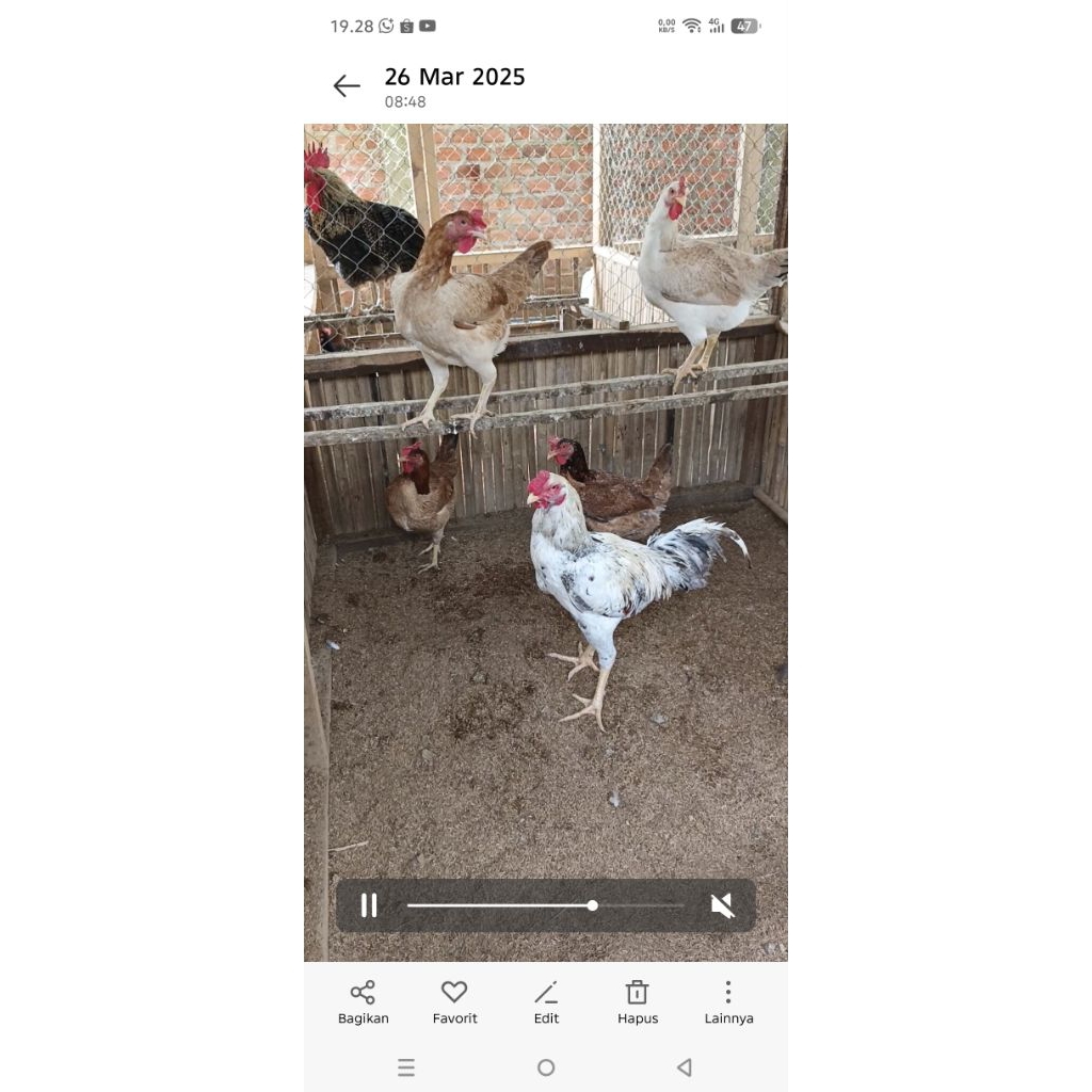 

paket telor tetas bp3, GP dan sk2 serta garuda 10 butir