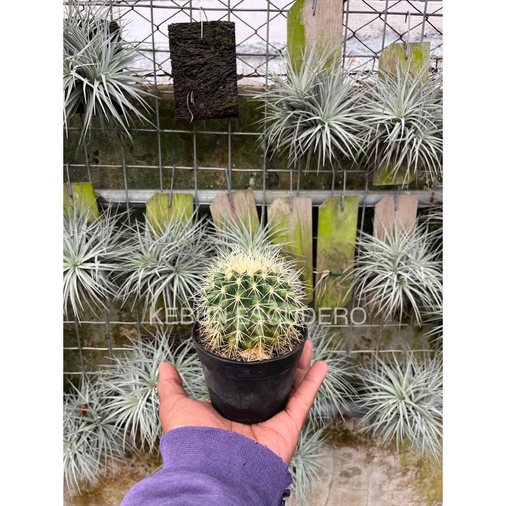 Tanaman Hias Kaktus Golden Barrel - Kaktus Hias Golden Barrel