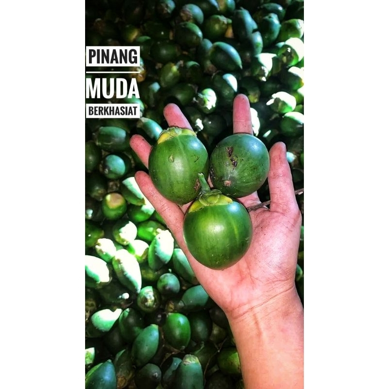 

kinzey Buah Pinang Muda fress buah jambe