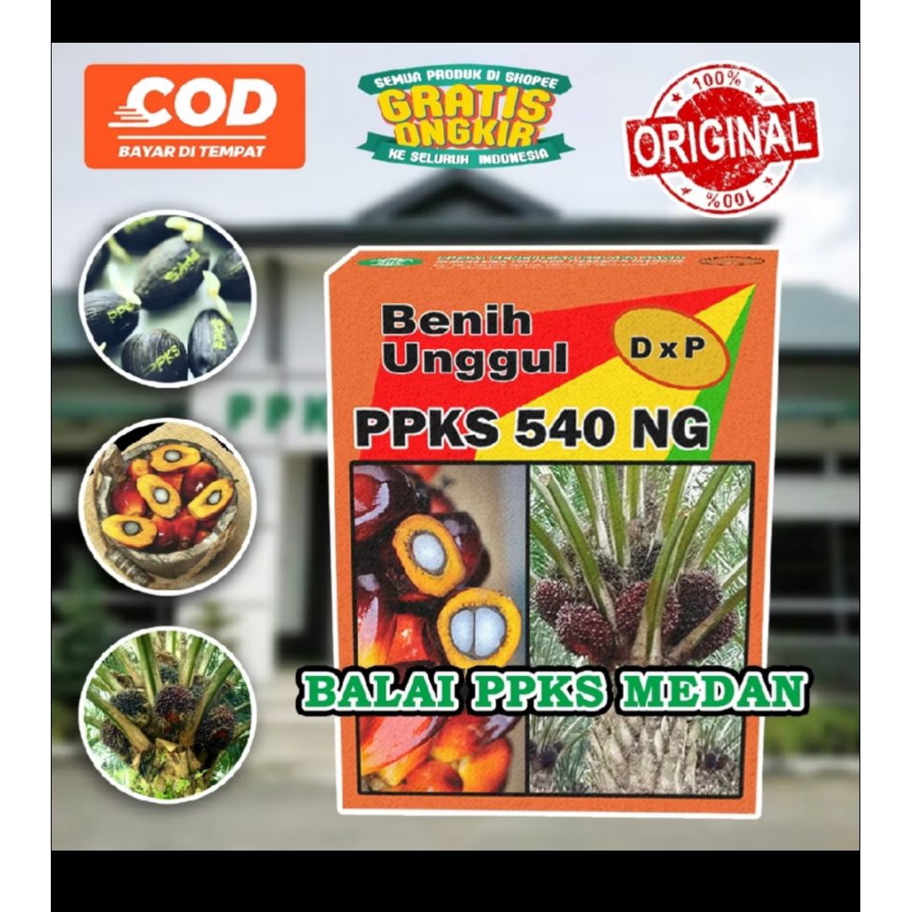 bibit benih kecambah sawit ppks 540NG