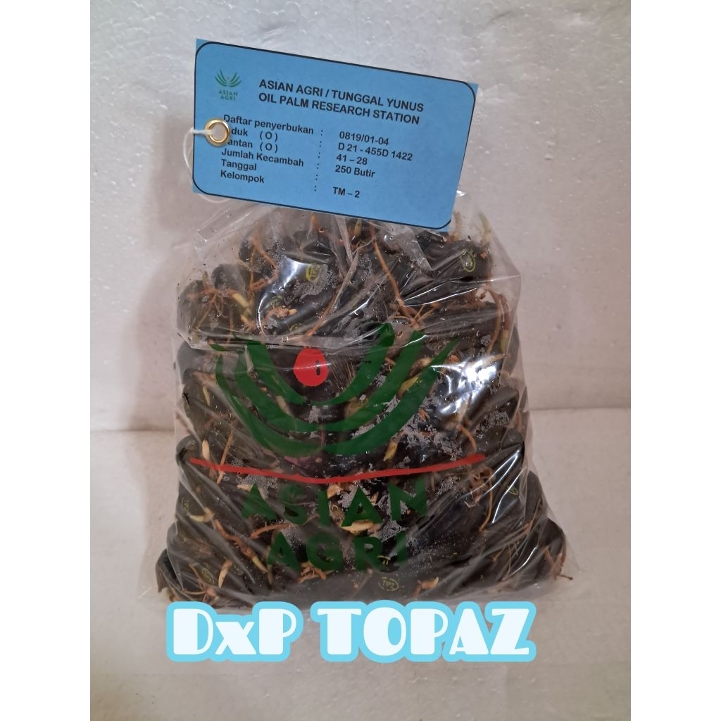 (TERLARIS NO.1) DxP TOPAZ | Bibit Benih  Kecambah Kelapa Sawit Unggul | 250 Butir | COD