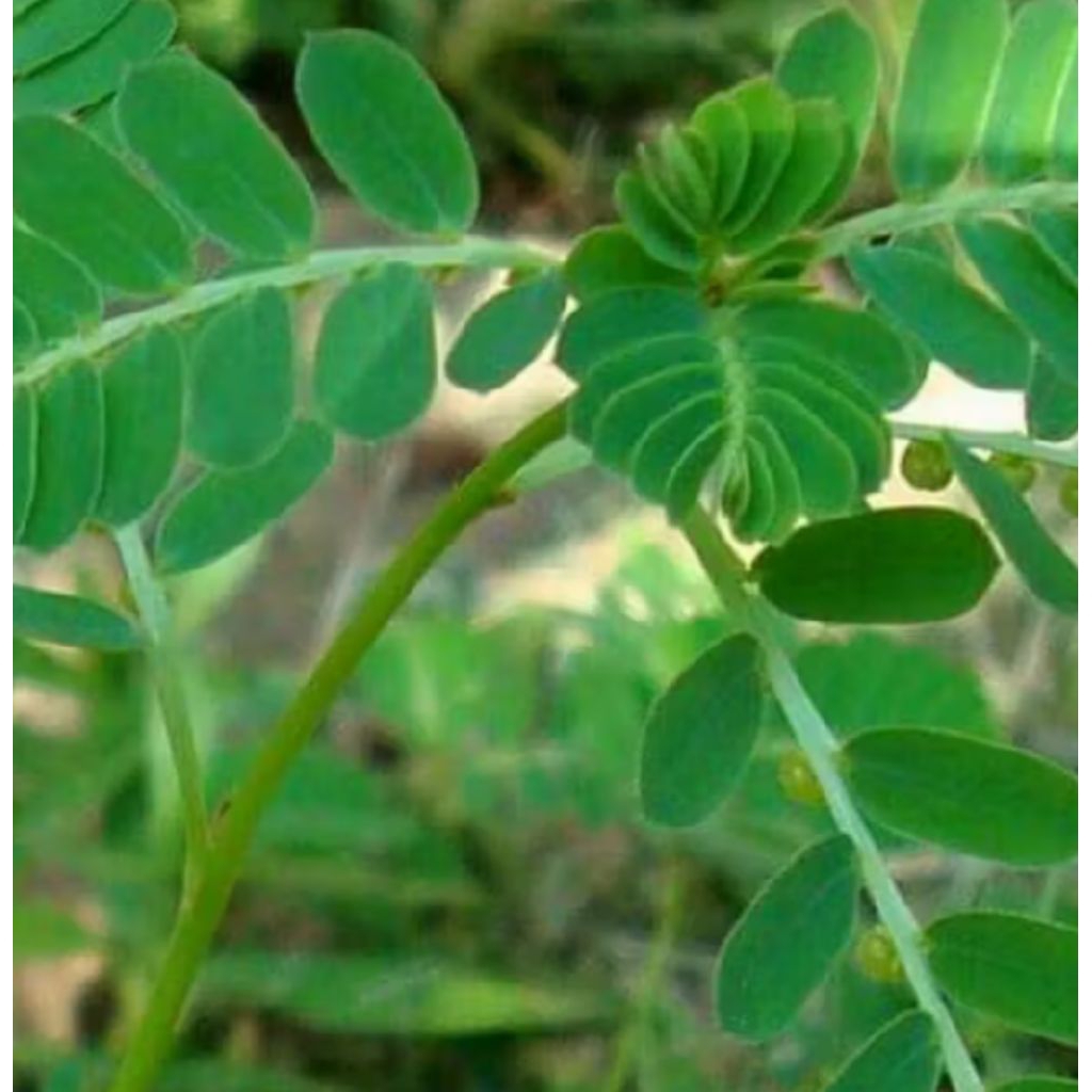 

Daun Meniran masih segar 100gr