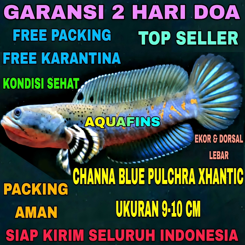 HIASAN SNAKEHEAD CHANNA GABUS BLUE PULCHRA XHANTIC UKURAN 9-10 CM