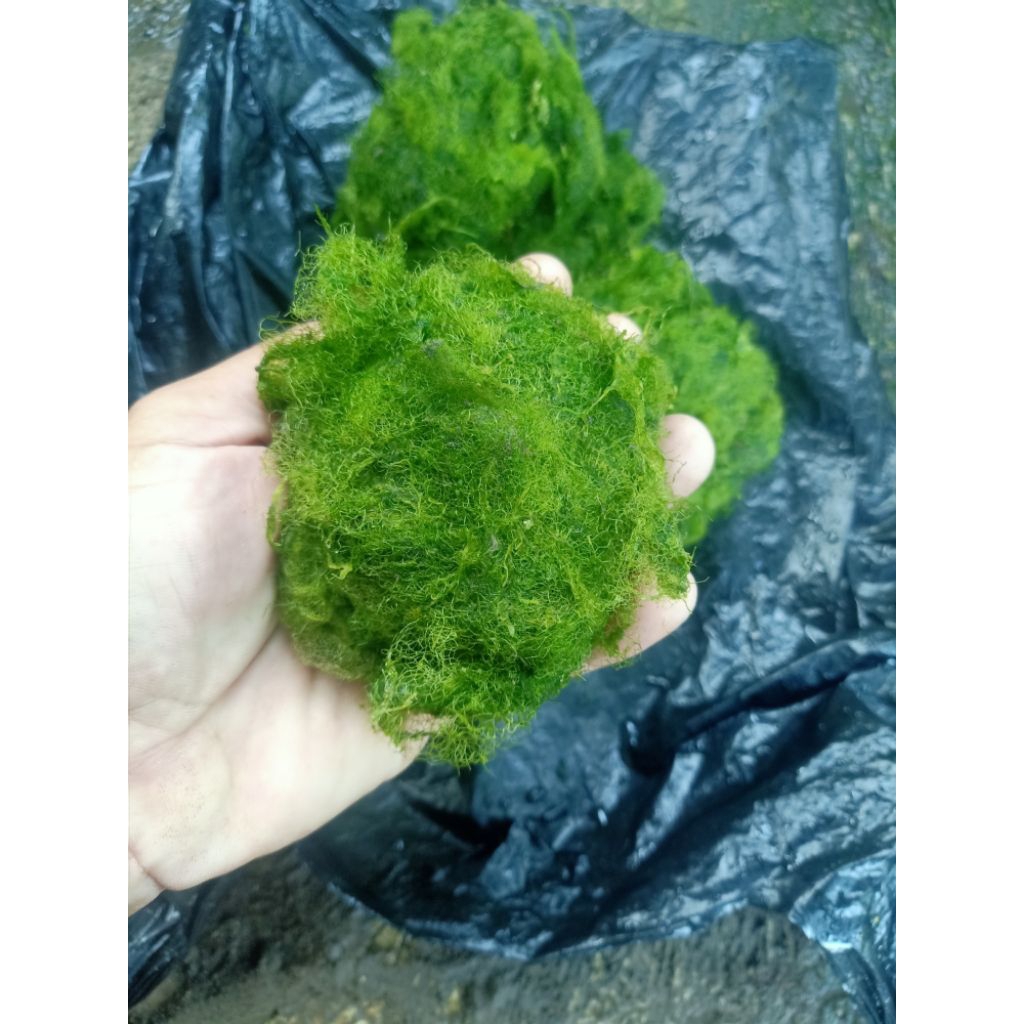 lumut busa umpan mancing ikan nila 250 gram