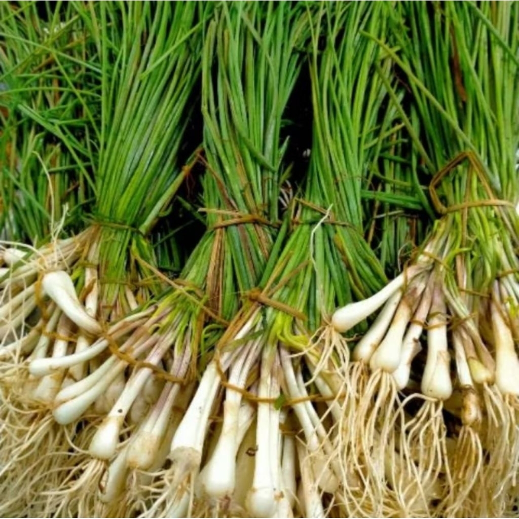 

bawang batak kucai per 2 iket ya kak