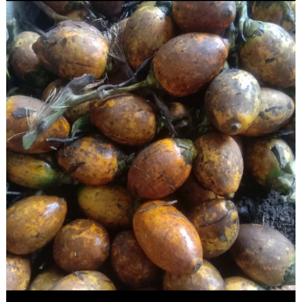 

buah pinang tua 3 kg