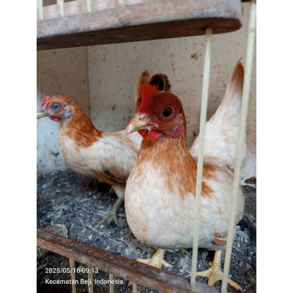 ayam kate betina aneka warna