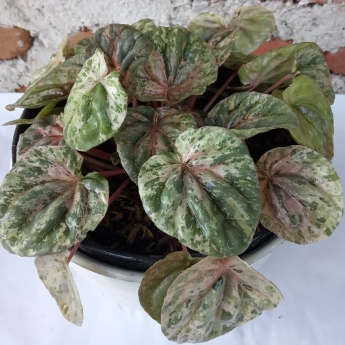 Peperomia Carperata Variegata - Tanaman Hias Peperomia - Peperomia Keriput Variegata