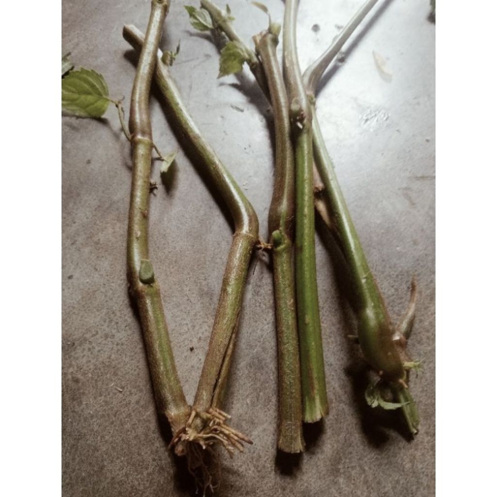 bibit nilam setek batang 50batang