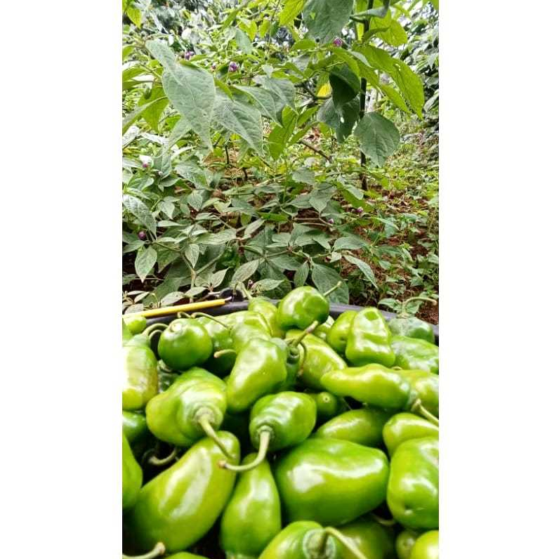 

Cabe gendot asli dadakan fressh murah 1kg