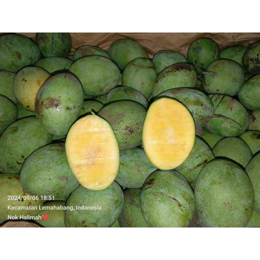 READYY..buah mangga lalujiwo/ mangga rujak 1kg mengkal