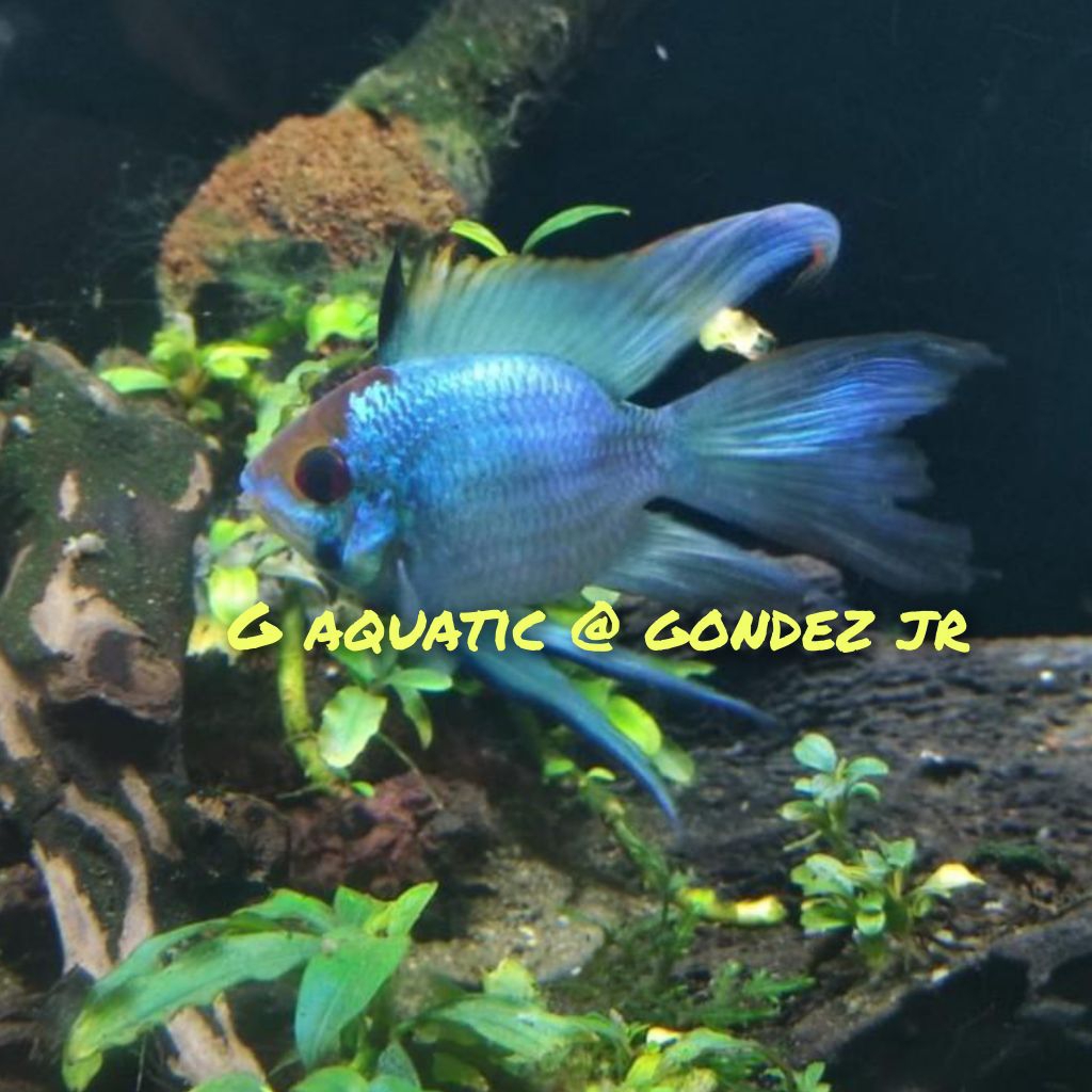 ikan blue elektrik slayer size L