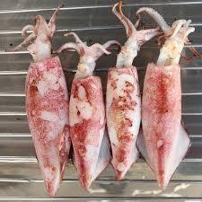 

cumi sotong 1kg / centraloka