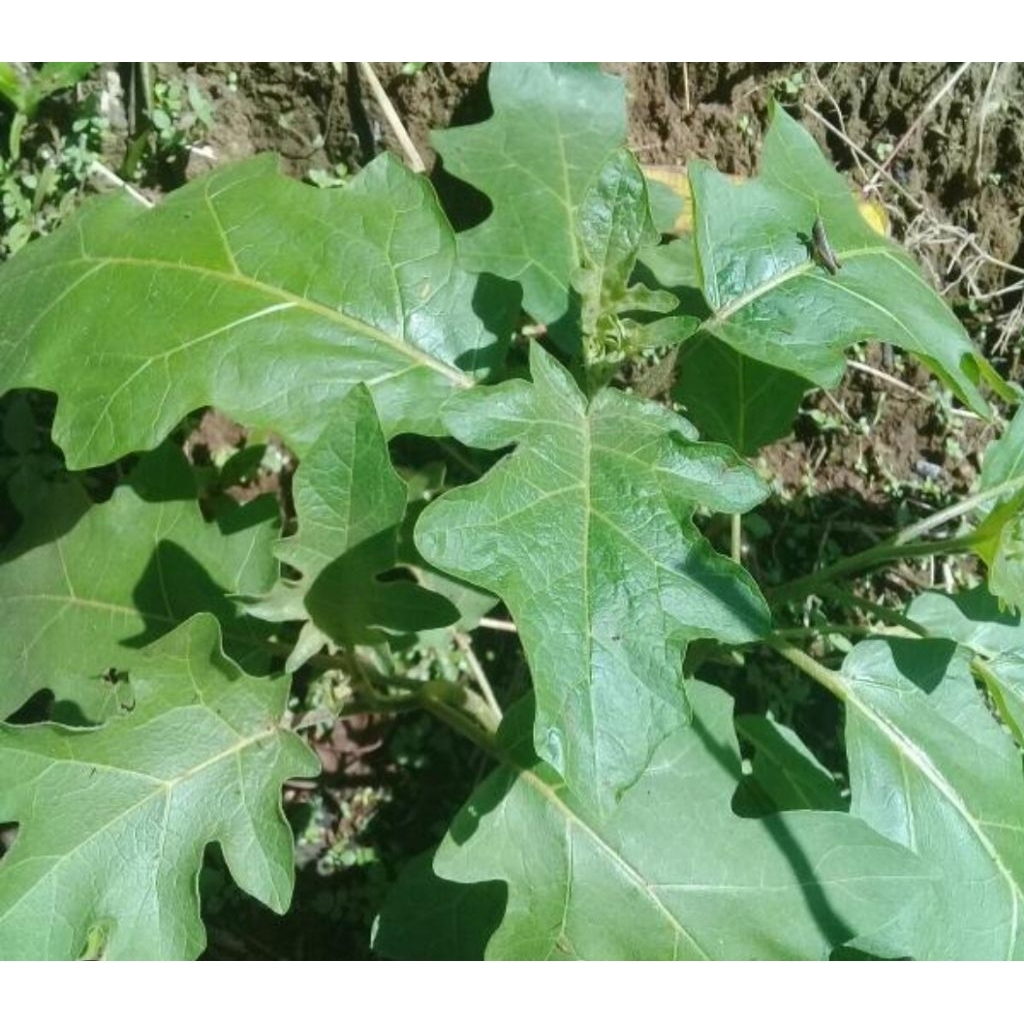 

Daun cepokak segar 500 gram petik langsung-az