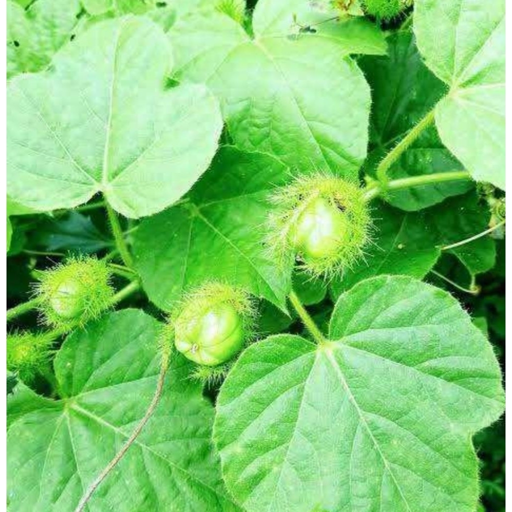 

Daun rambutan daun cermot daun permot segar 500 gram