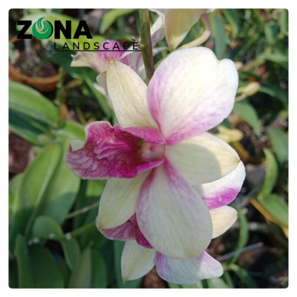 Bunga Anggrek Dendrobium Sweet Peach(+Pot Tanah Liat & Media) Anggrek Dendro Import