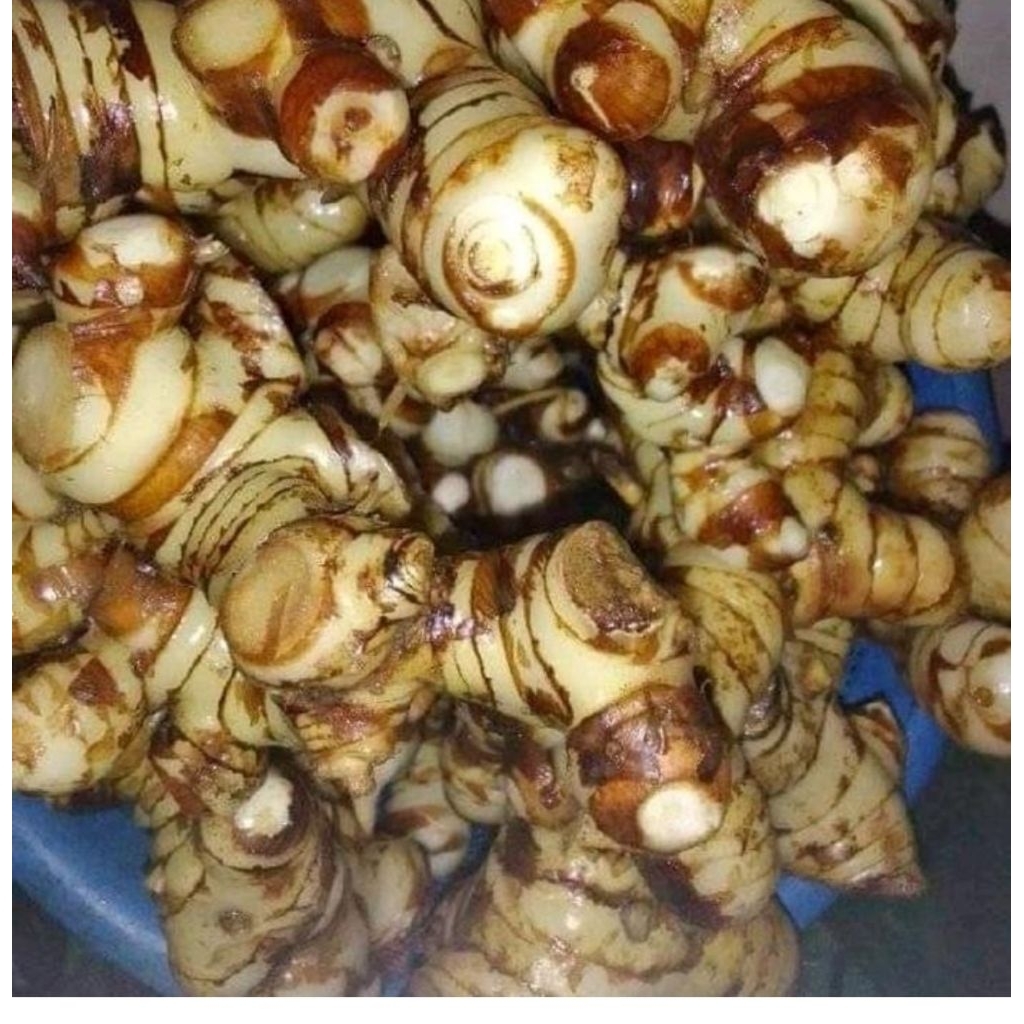 

Lengkuas/Laos fresh dari kebun 500 gram