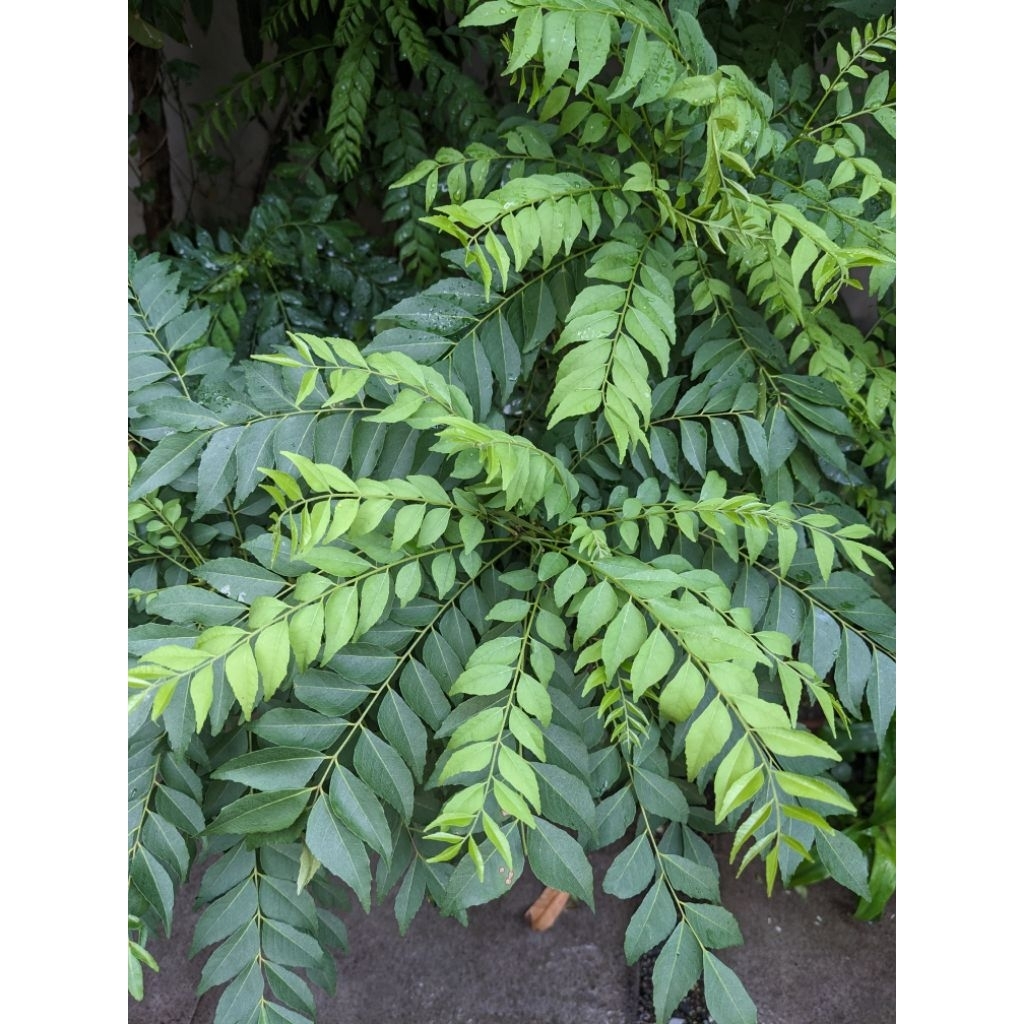 

Daun Kari organik / Daun Salam Koja / Curry Leaves
