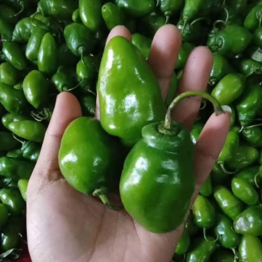 

cabe bendot cabe gendot segar 500gram