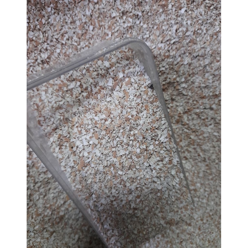 grit asinan merpati 1 kg kulit telur bersih