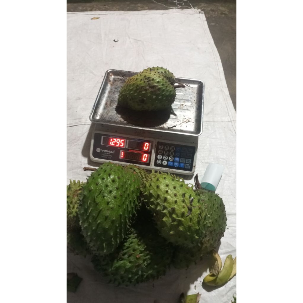 

sirsak jumbo berat mulai 1kg