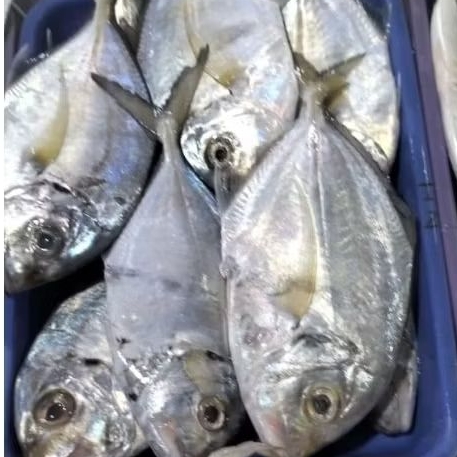 

Ikan Kuwe 1kg