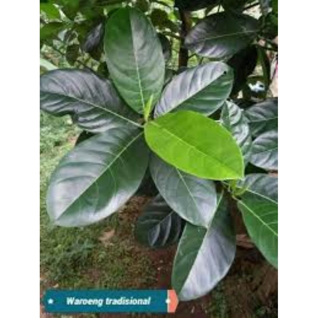 

Daun Nangka Segar (Fresh) -100 Gram-Olahan Tradisional