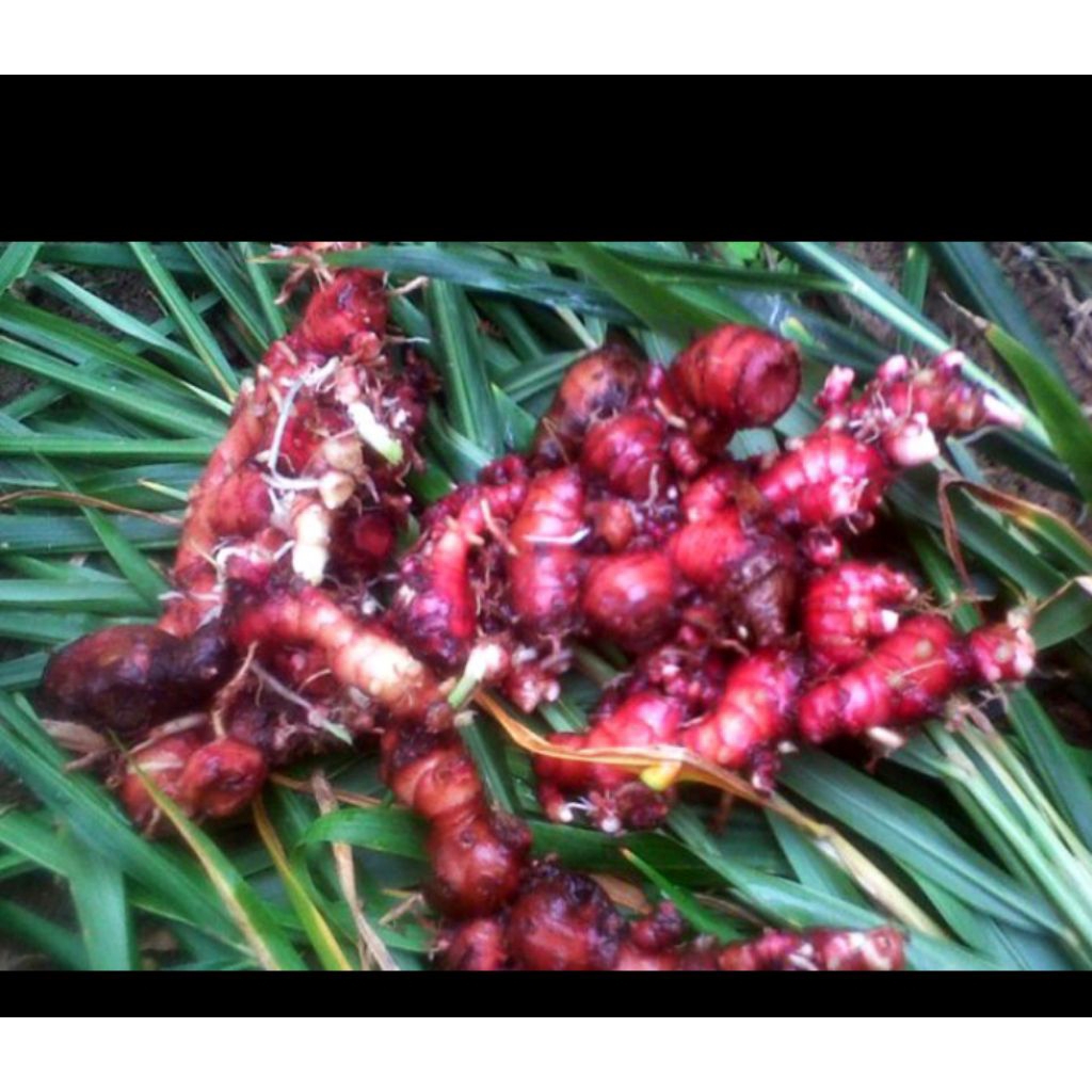 

JAHE MERAH / RED GINGER FRESH 1KG 99% BERSIH STOK REDY (BESAR KECIL SEDANG CAMPUR)