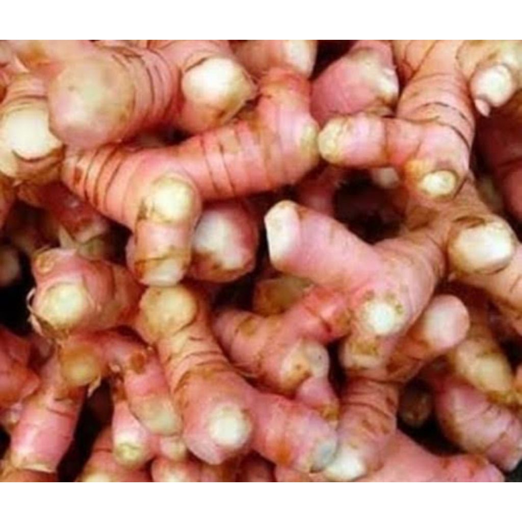 

lengkuas merah segar