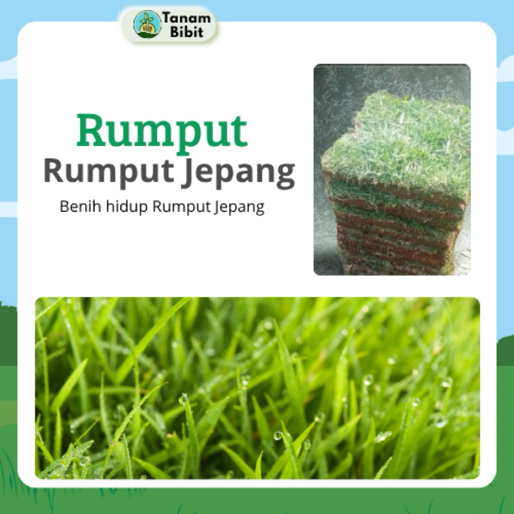 Bibit Rumput Peking/Jepang Hidup Siap Tanam