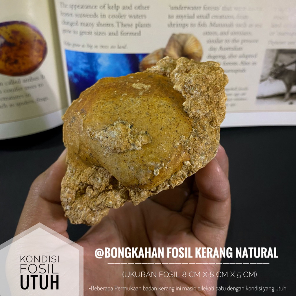 Bongkahan Fosil Kerang Natural A39 atau Fosil Bivalvia atau Fosil Keong atau Fosil Kijing atau Fosil