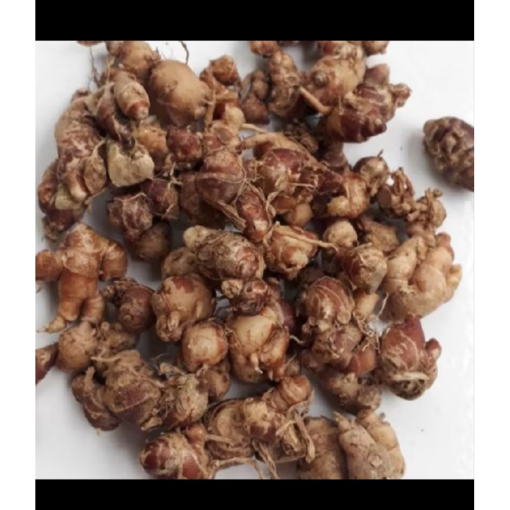 

Kencur Cikur Kencur Segar Fresh Langsung dari Petani Kemasan 1kg Kencur Seblak